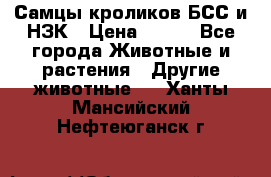 Самцы кроликов БСС и НЗК › Цена ­ 400 - Все города Животные и растения » Другие животные   . Ханты-Мансийский,Нефтеюганск г.